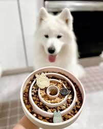 როგორ შევურჩიოთ საუკეთესო საკვები თქვენი შინაური ცხოველისთვის?